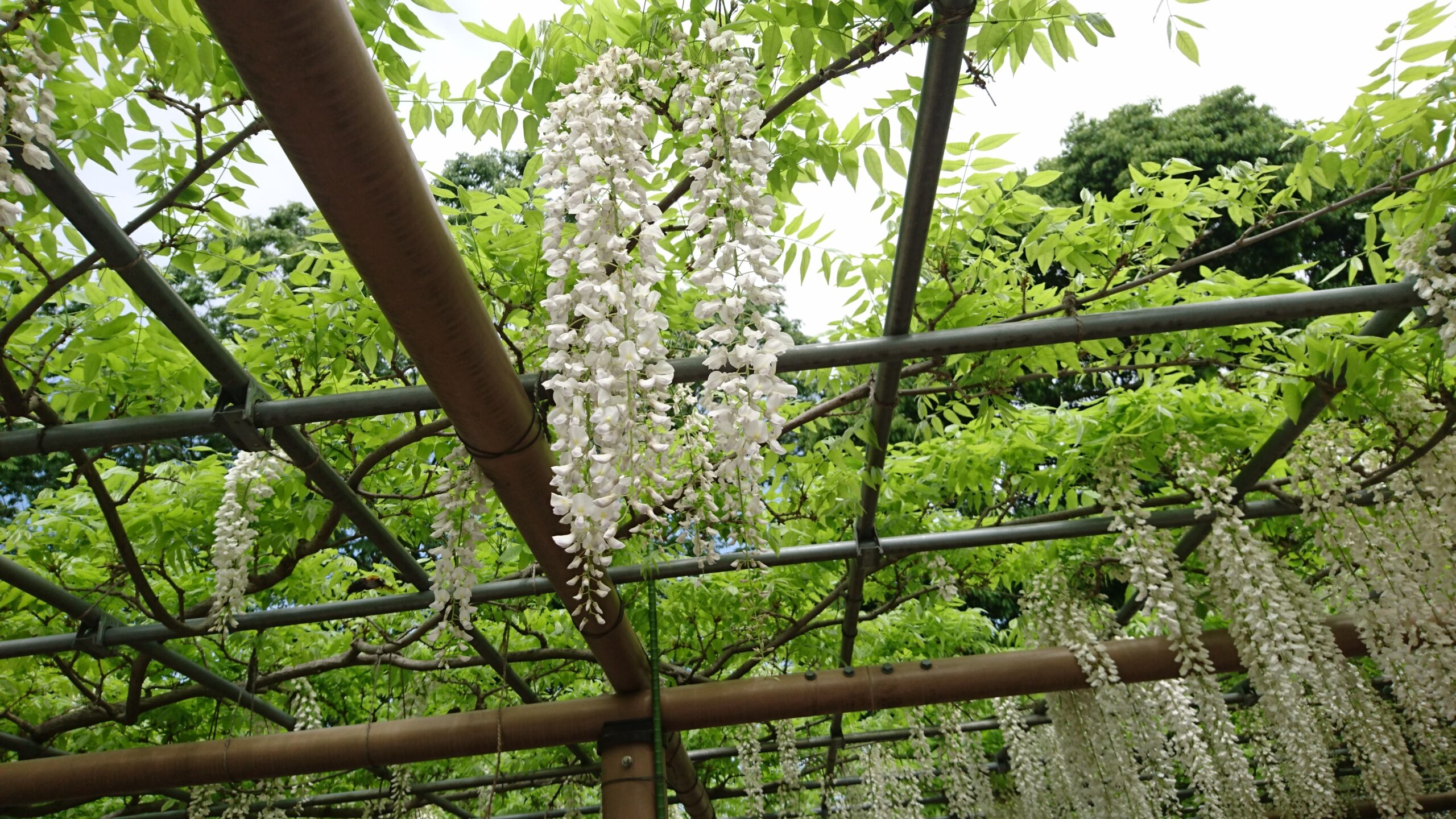 5月の連休